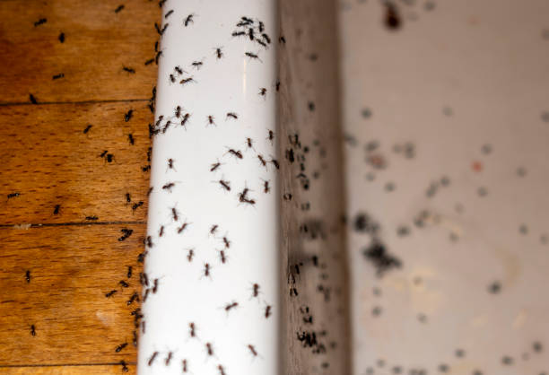 Best Wildlife Control Services  in Herndon, VA