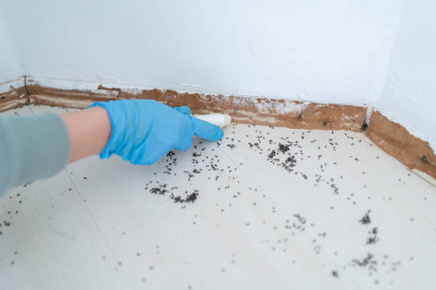 Best Rodent Control Near Me  in Herndon, VA